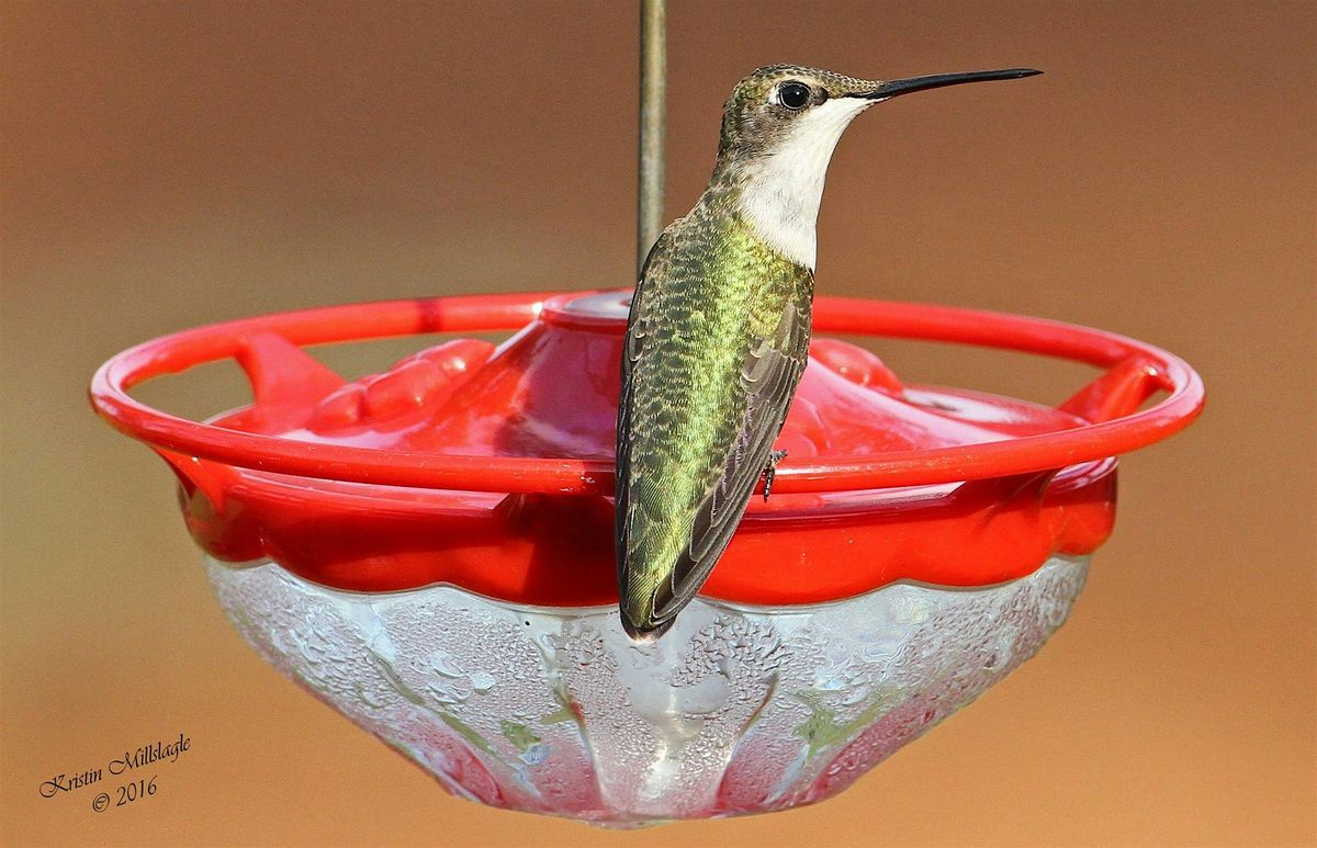 Hummingbirds: Nature's Miracle!