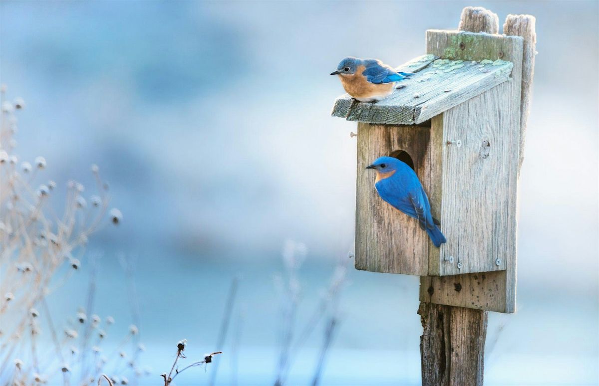 Blue Bird Box Building