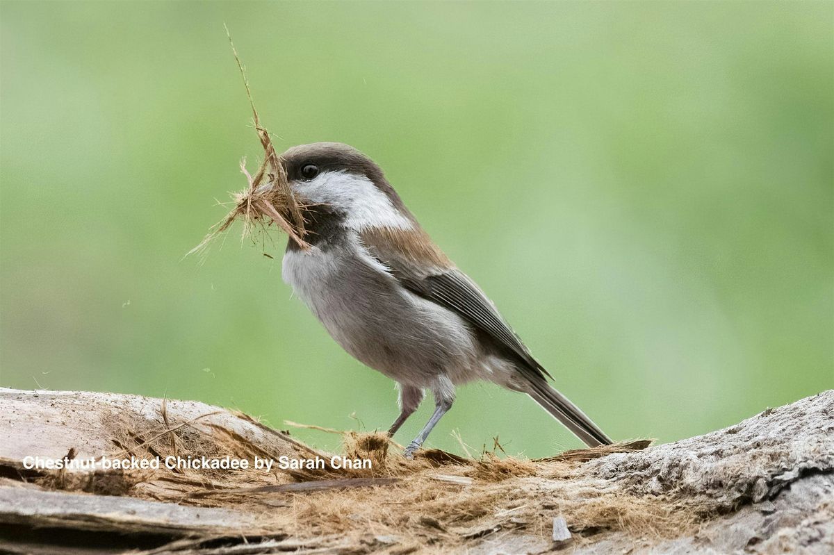 McClellan Ranch Beginner Bird Outing for Families