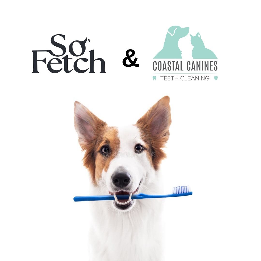 Wellness Pop Up: Dog Teeth Cleaning at So Fetch! 