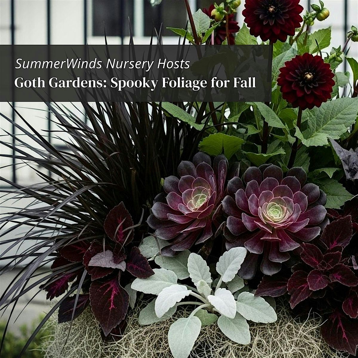 Goth Gardens: Spooky Foliage for Fall - Cupertino