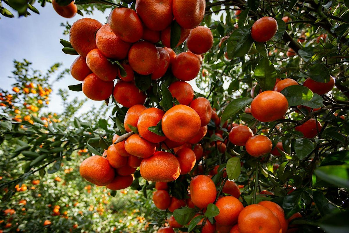 Citrus