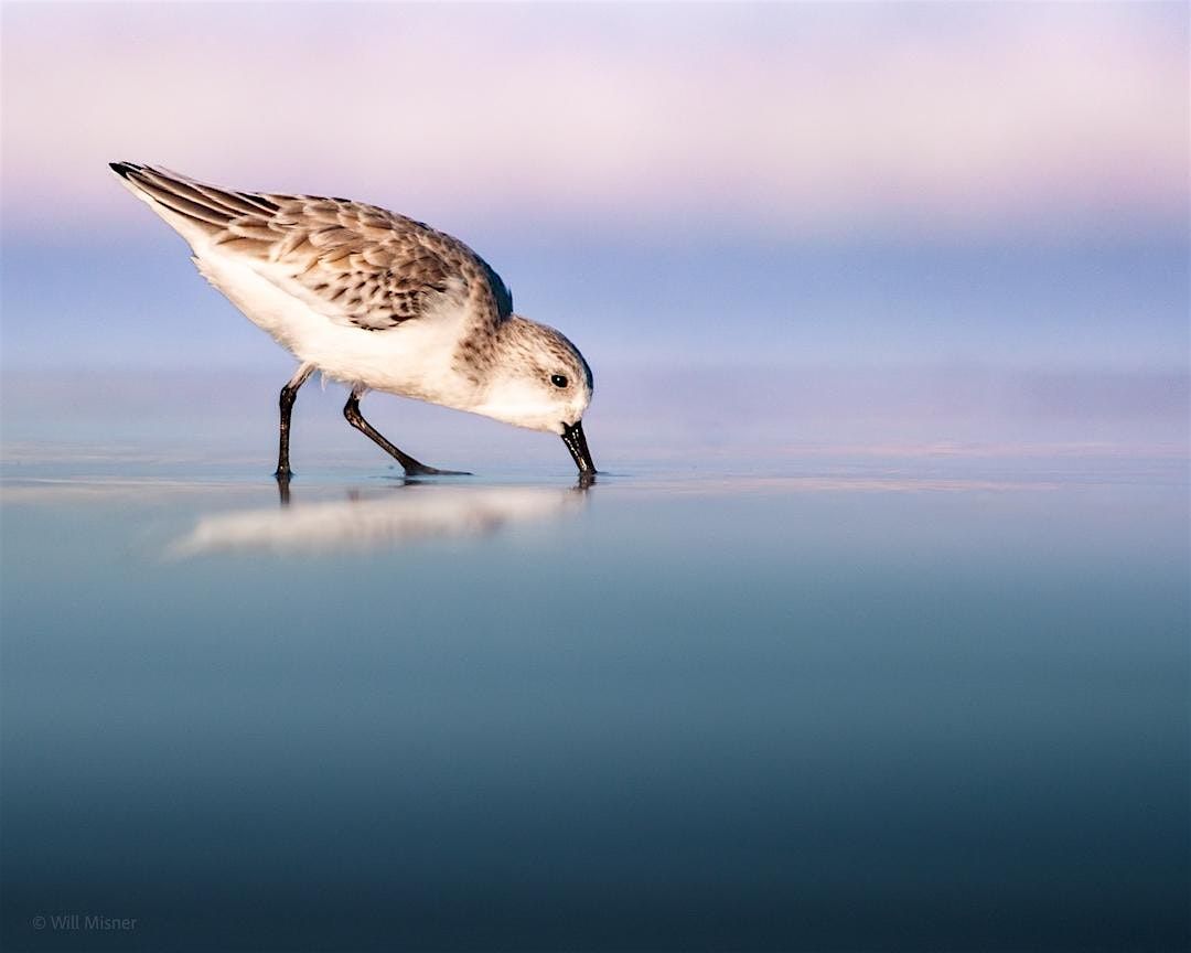 Introduction to Shorebird Photography with Will Misner - the Walk