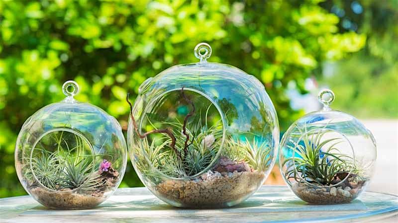 Hanging Terrarium Workshop