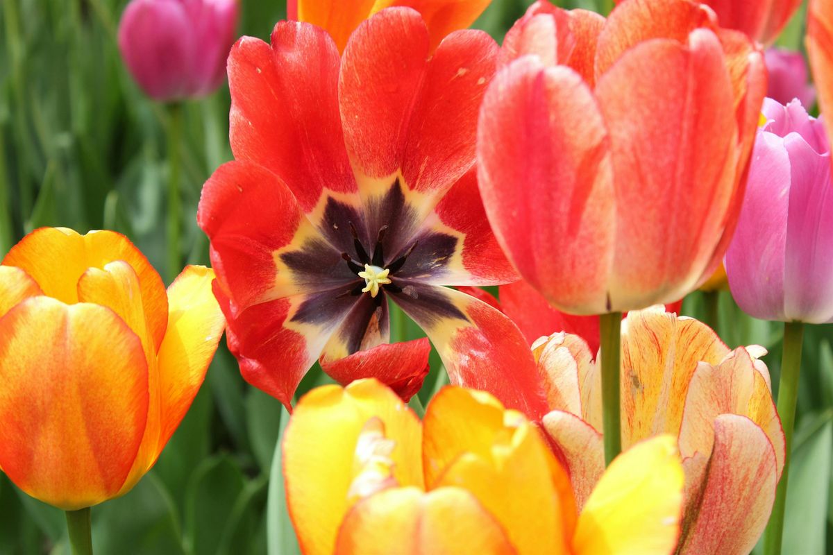 Bus Trip to Tulip Festival and Byward Market