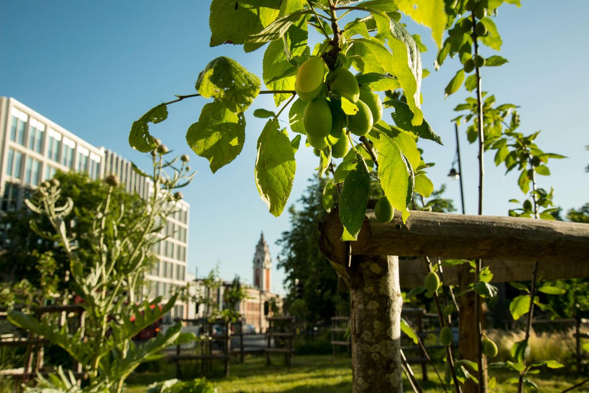 Brixton Orchard Volunteer Session