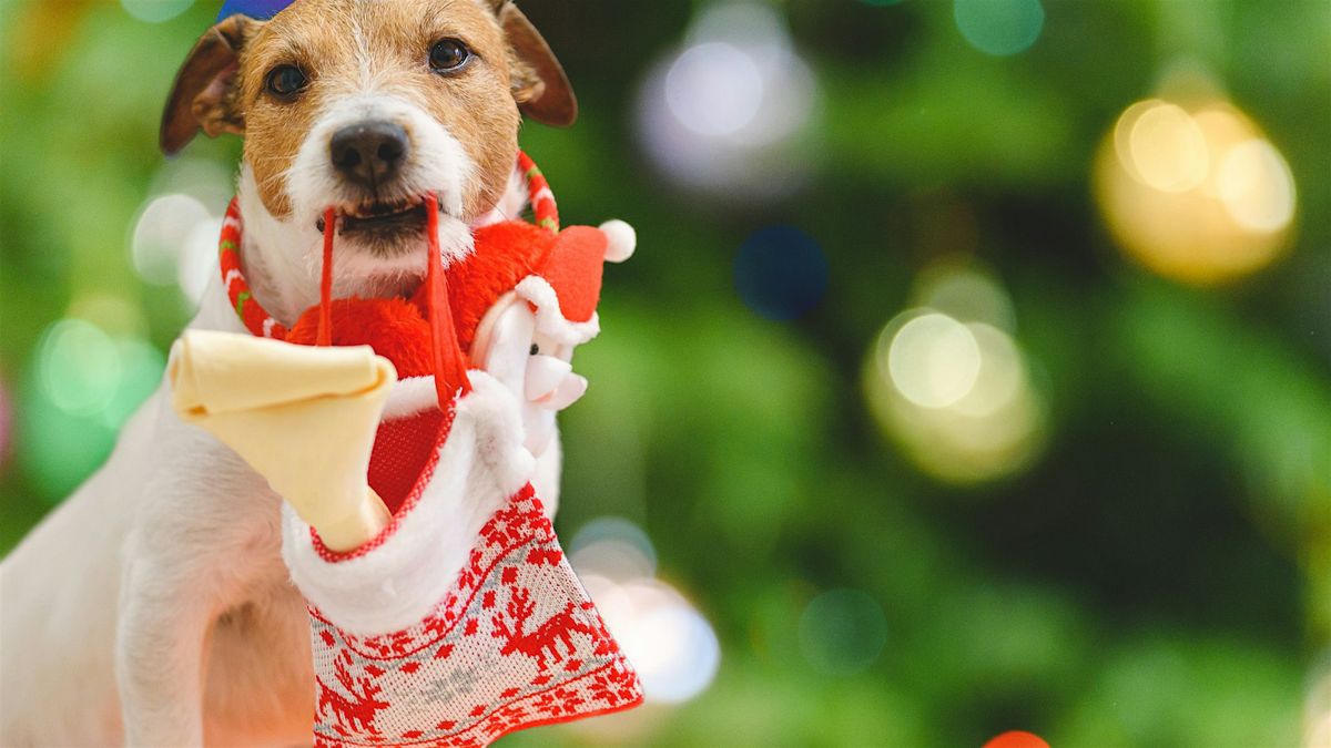 Holiday Stocking Making for Your Dog - Members Only!