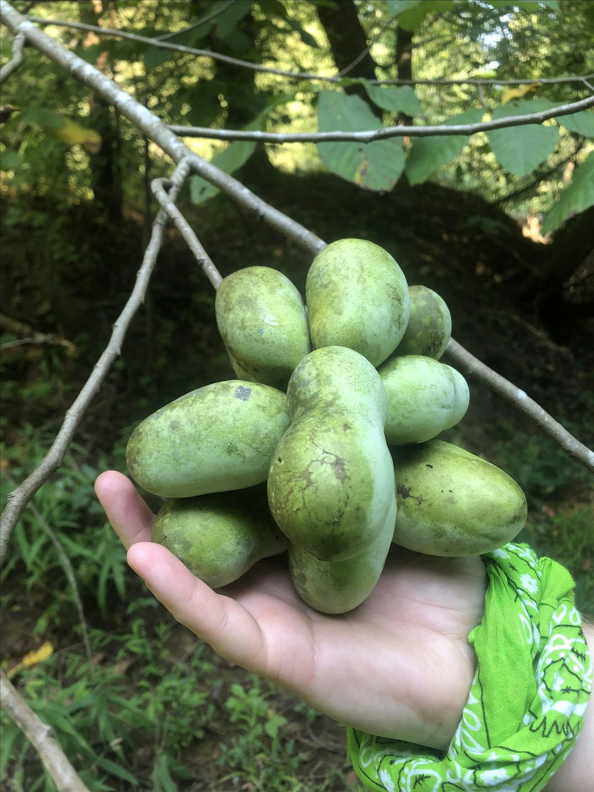 Fall 2025 Paw Paw Forage (Week 1)