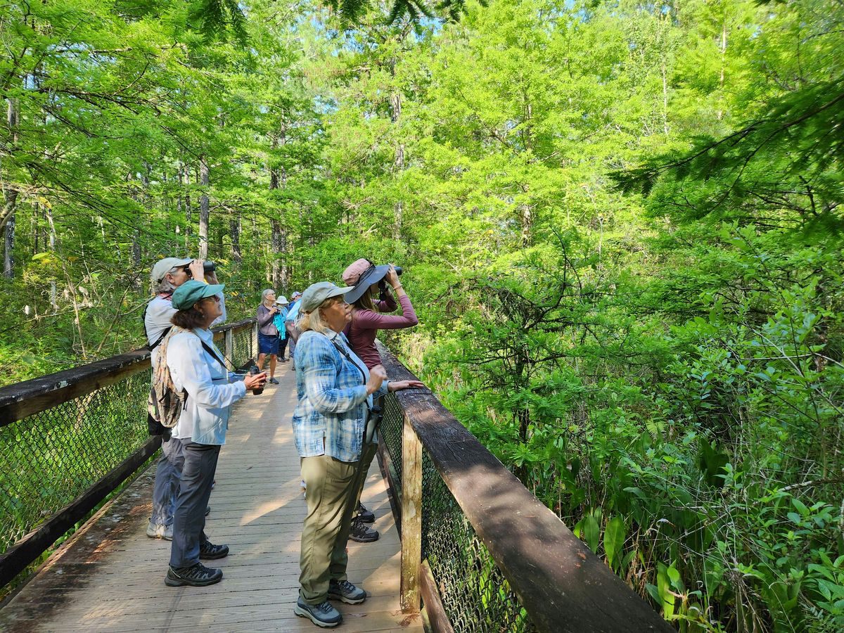Guided Walk: CREW Bird Rookery Swamp