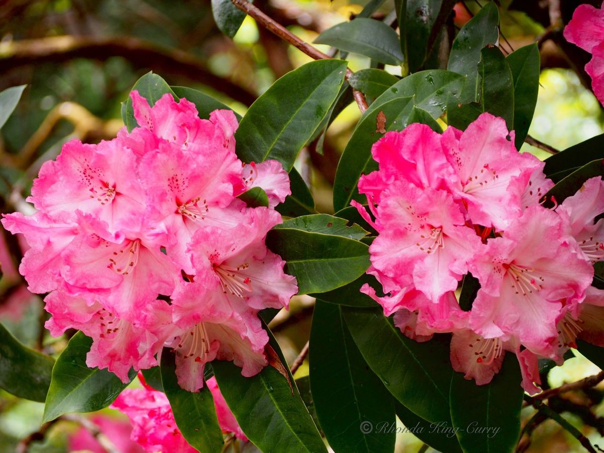 From Bud To Blossom: Expert Advice on Rhododendron Care - San Jose