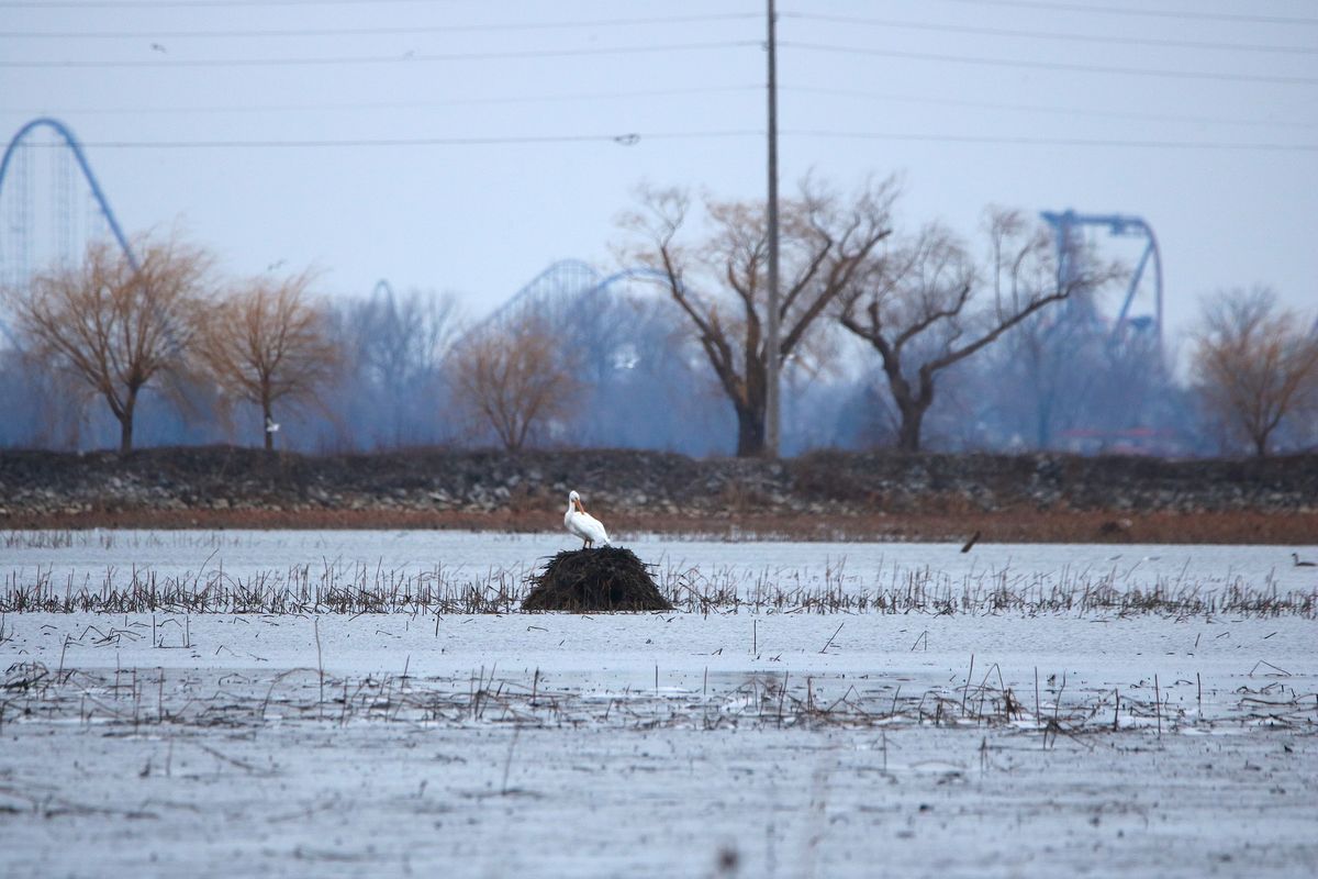 Firelands Audubon Christmas Bird Count (CBC)