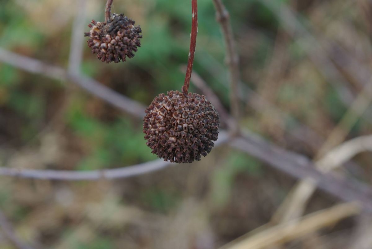 Native Seed Swap