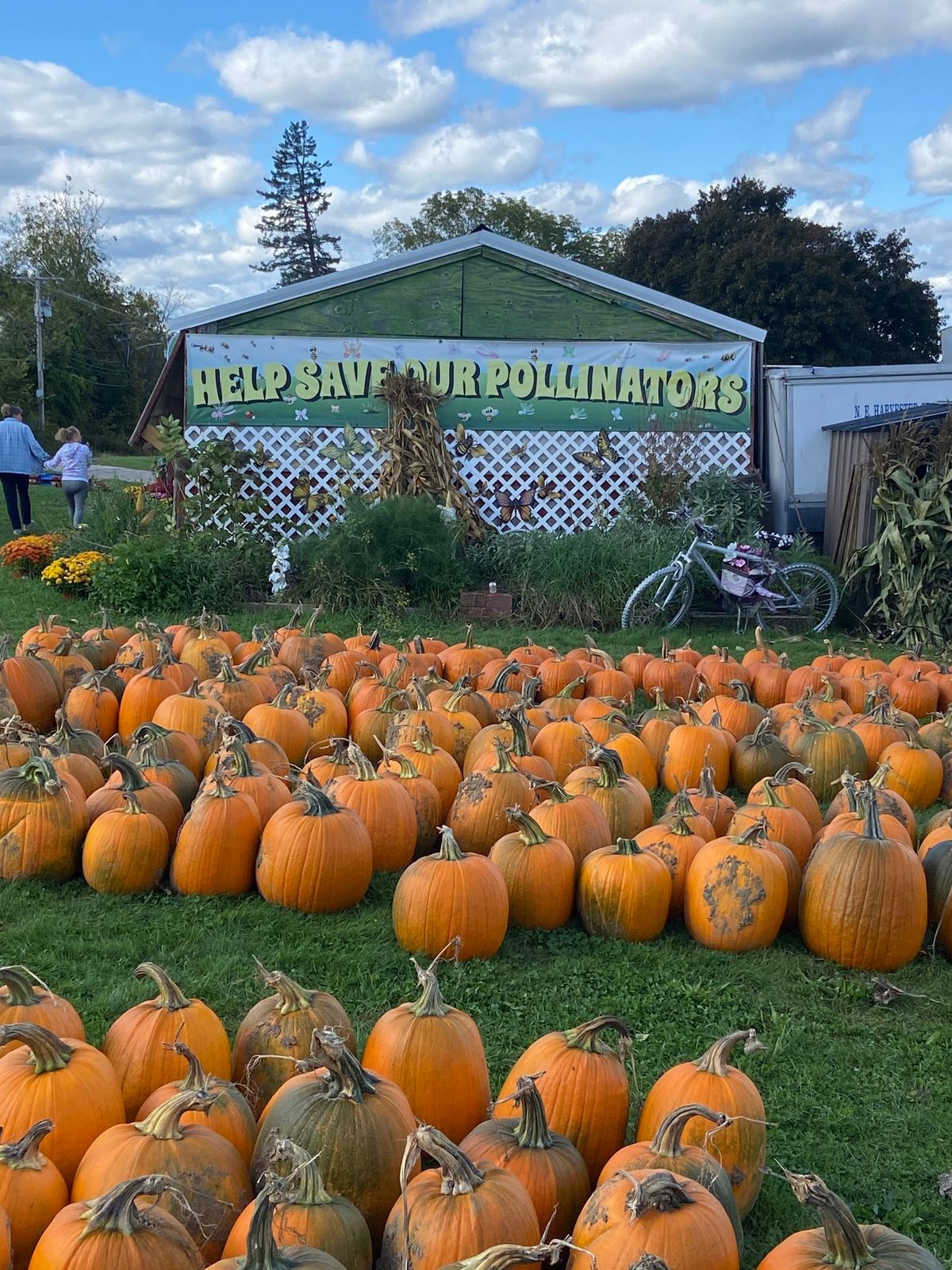 Pumpkin festival for littles.