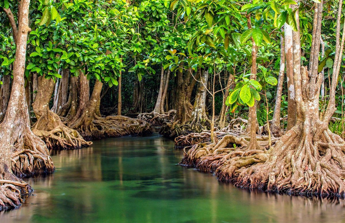 Mangroves