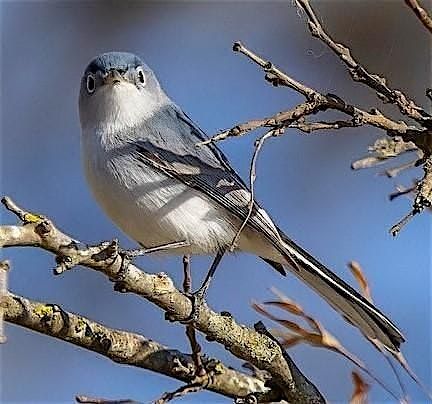 Headwaters 2nd Friday Birding with Sherie Gee