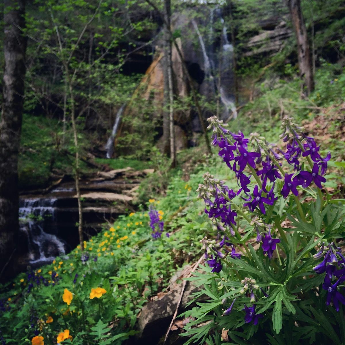 Wildflower Hike to Elk Lick Falls w\/ Beverly James