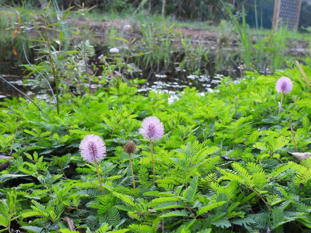 Plant This Not That!