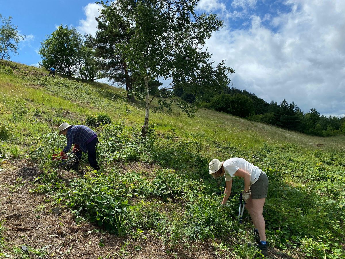 Scrub Clearance and Vegetation Clearance at Waterside Valley