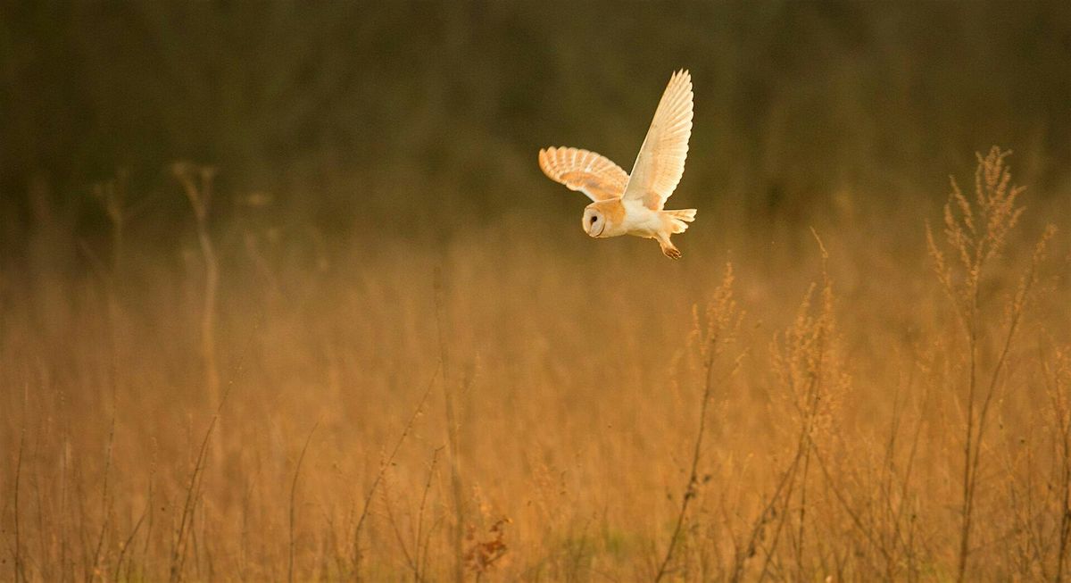Grange Farm Wildlife Detectives: Owl Edition