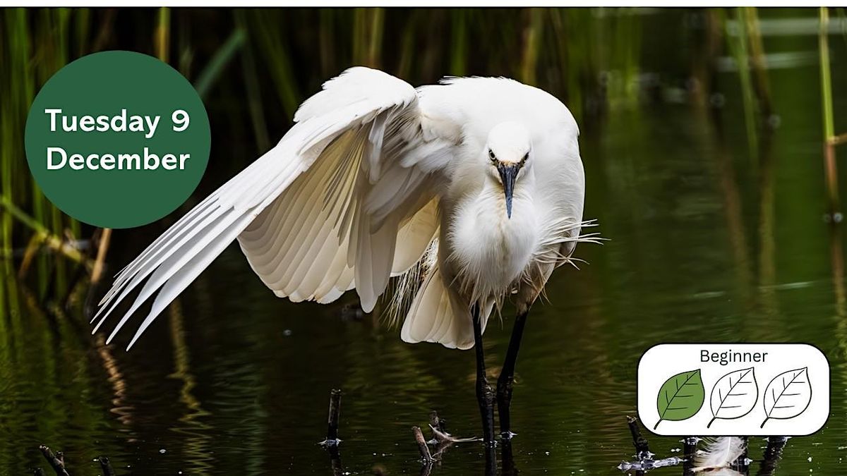 Urban Birding: Winter Birds