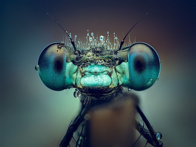 How To | Master Macro Photography | OM System