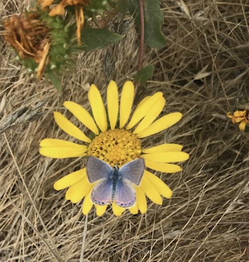 Blooms, Butterflies, and Native Roots