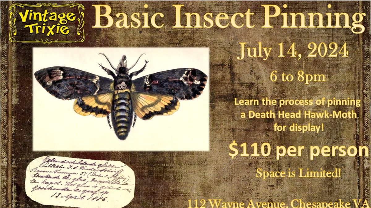 Insect Pinning - Death Head Hawk-Moth