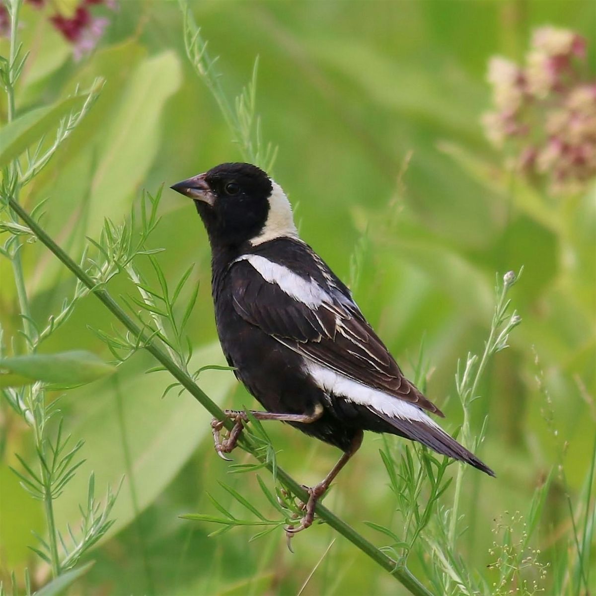 Birdwatching with the Saw Mill River Audubon Society