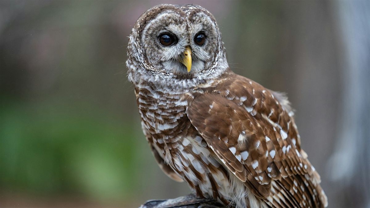 All About Owls