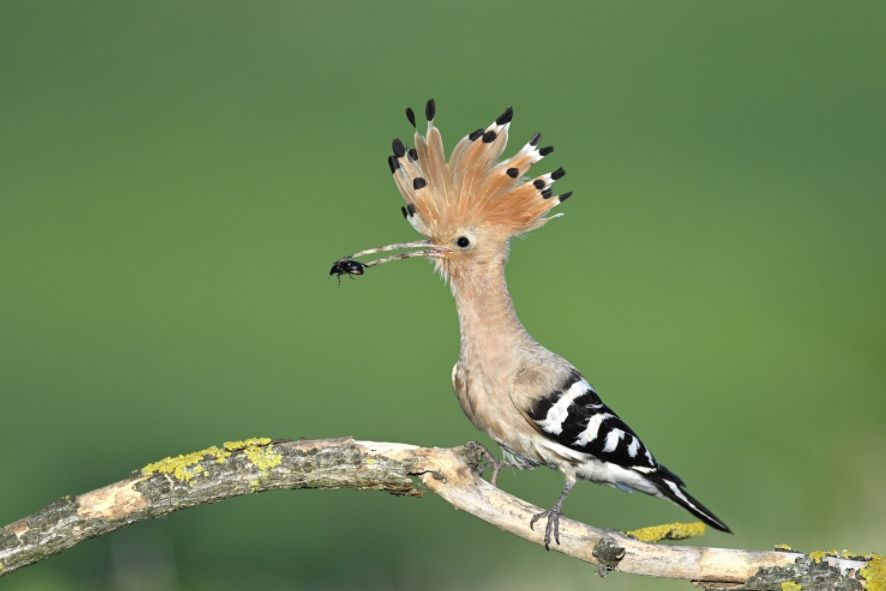 Die Vogelwelt der Wagramer Kulturlandschaft - von Wiedehopf bis Feldlerche