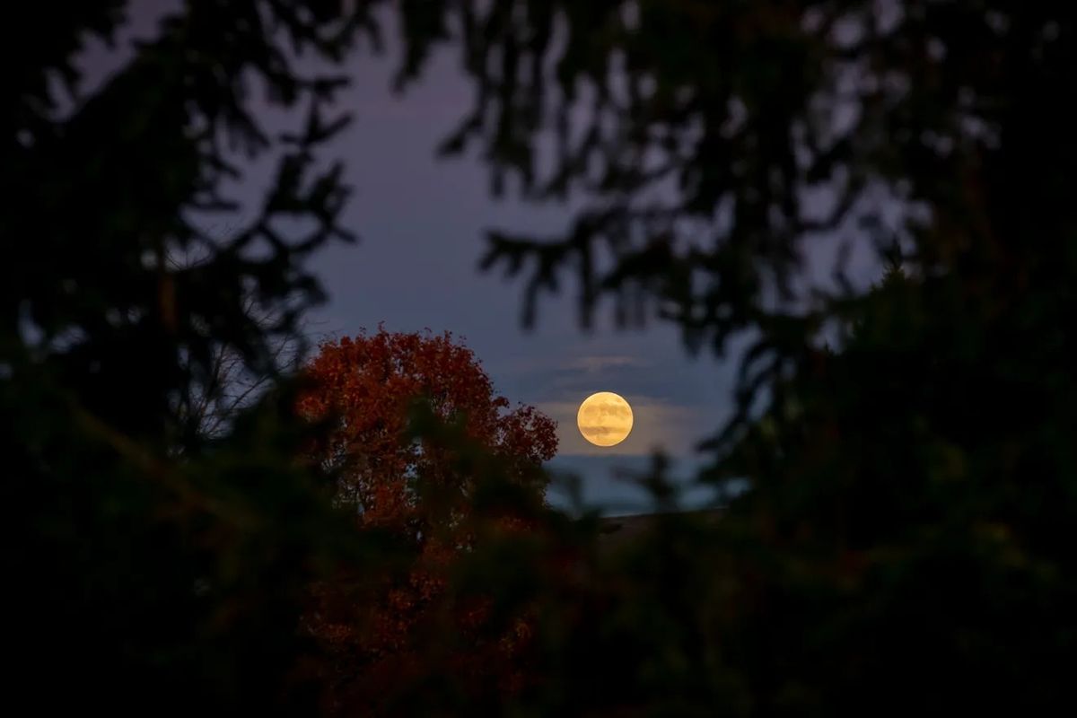 Moonlight Canoe