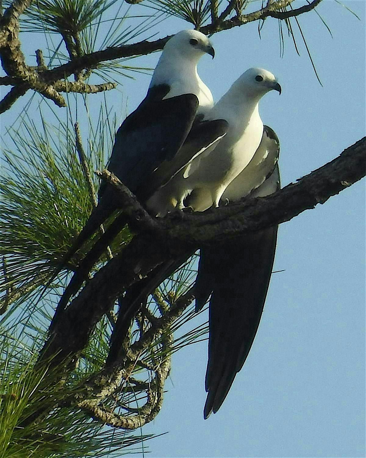 Guided Birding Walk: Swallow-Tailed Kites
