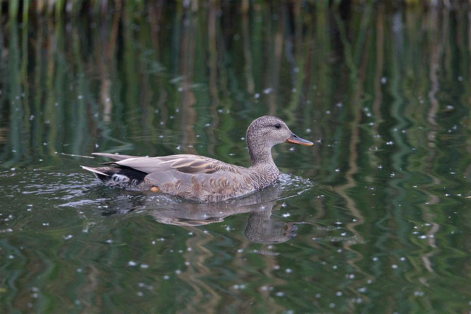  Winter Wildfowl at Tring Reservoirs