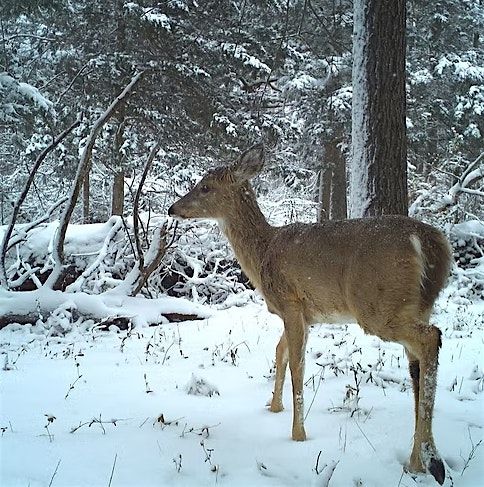 Naturalist Walk: Winter Survival