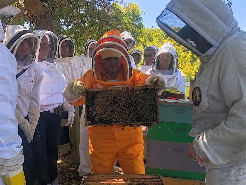 Beginning Beekeeping: The Basics and Mid-Season Colony Health