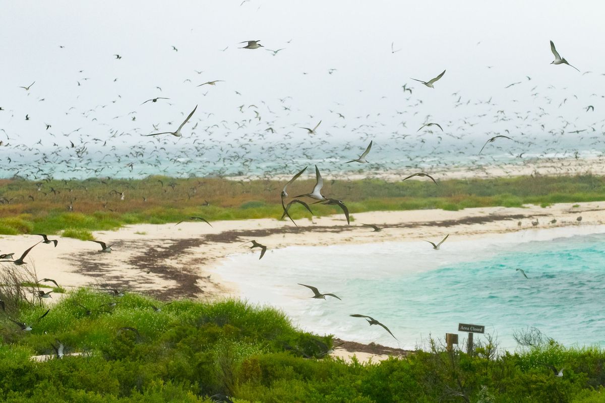 Birding and more at Dry Tortugas National Park with Mitch Walters