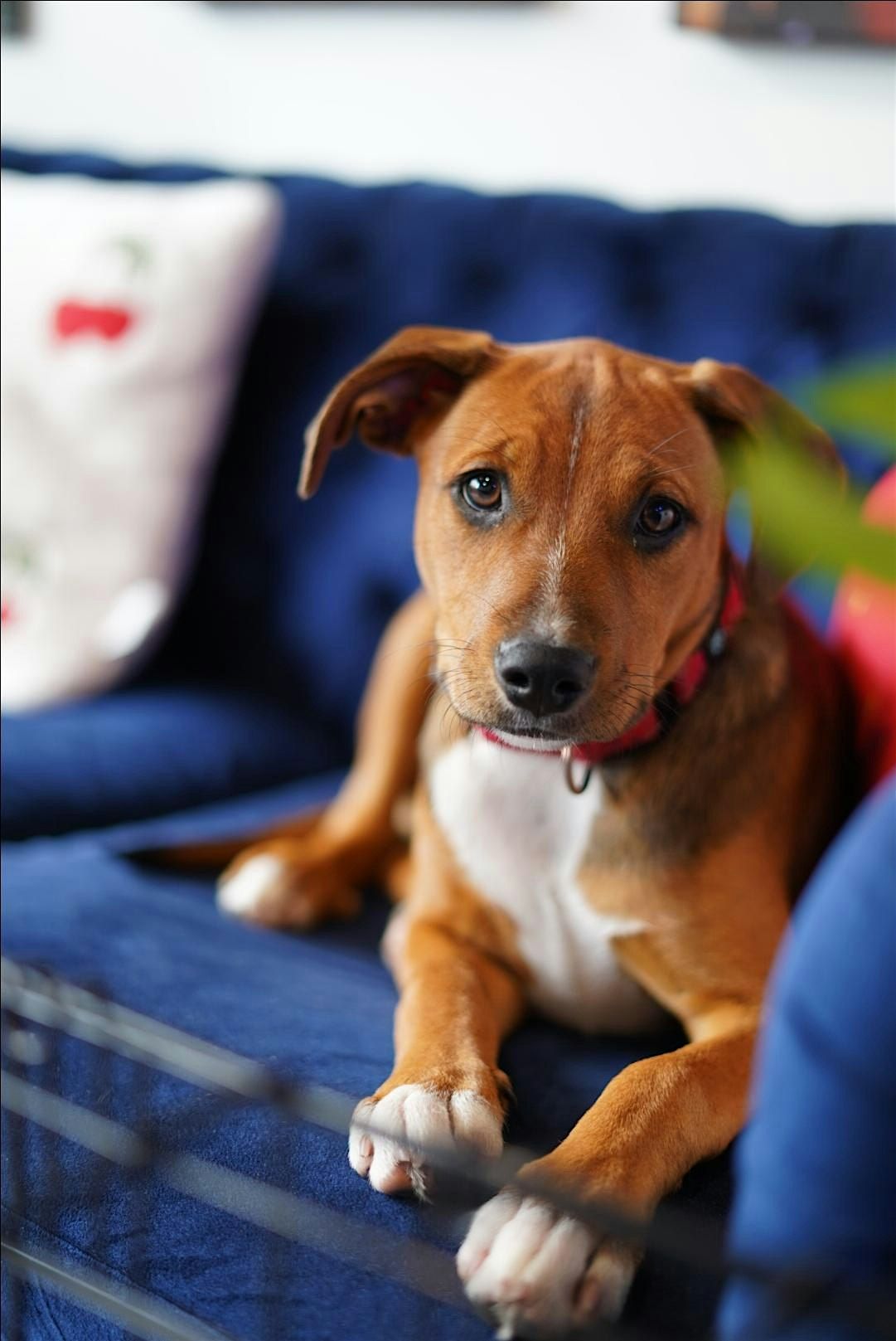 PUPPY YOGA