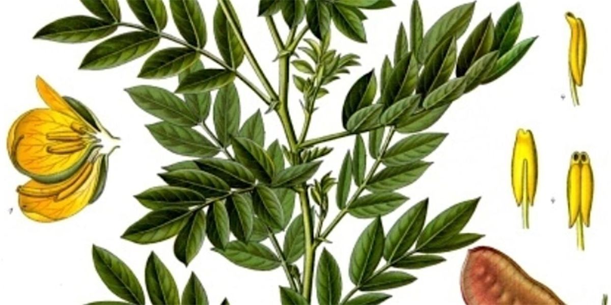 Botanica: "Healing plants of Renaissance Florence" di Angela Paine