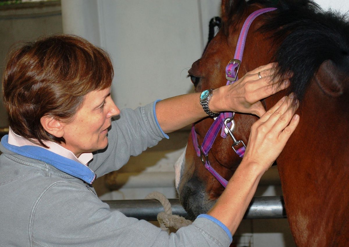 ISBT-Equine Bowen Therapy course