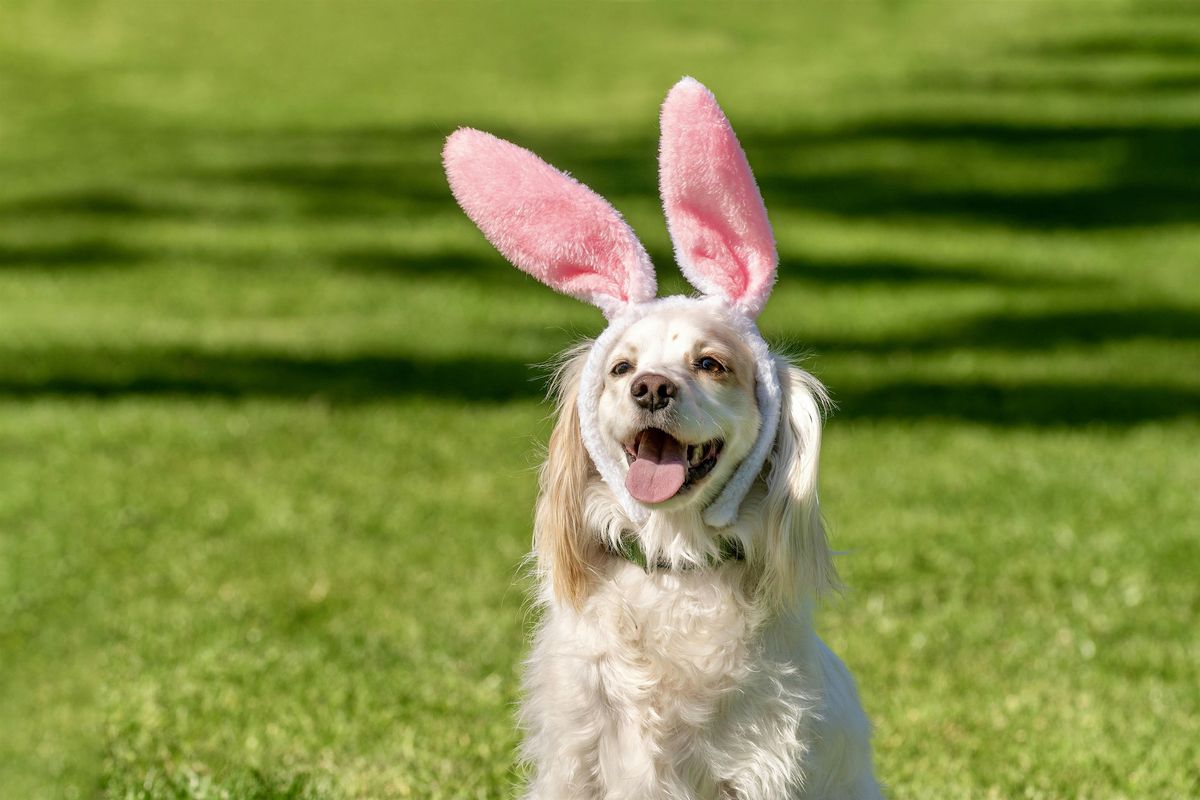 Easter Bunny Photo Pop-Up