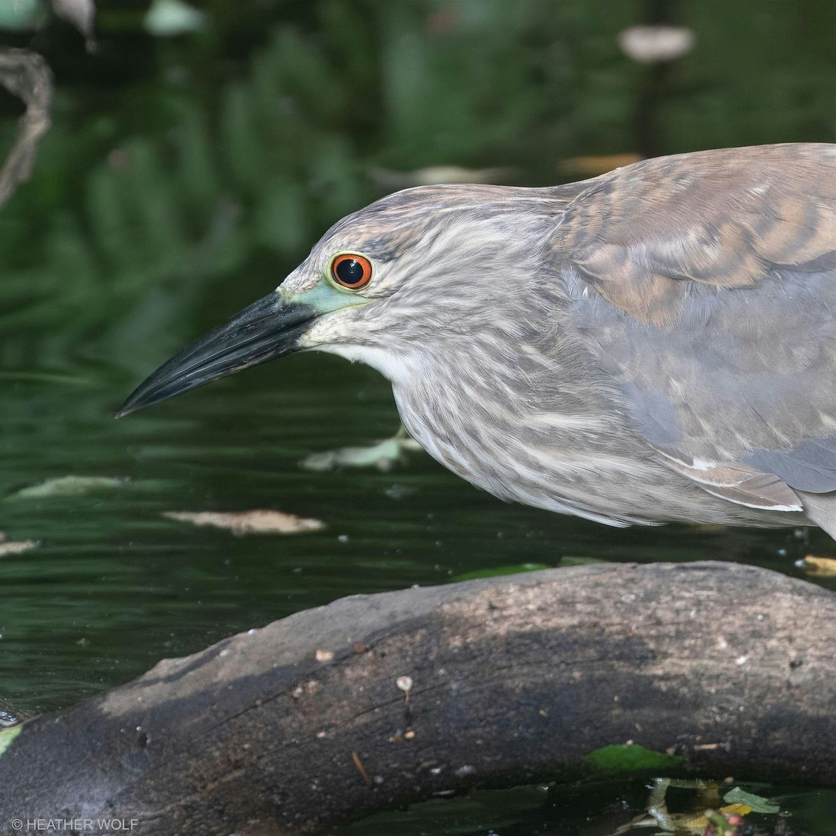 Bird Tour in Brooklyn Bridge Park