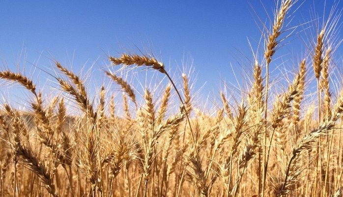 HARVEST SUPPER