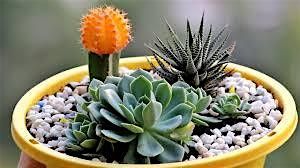 Plant your own succulent arrangement.