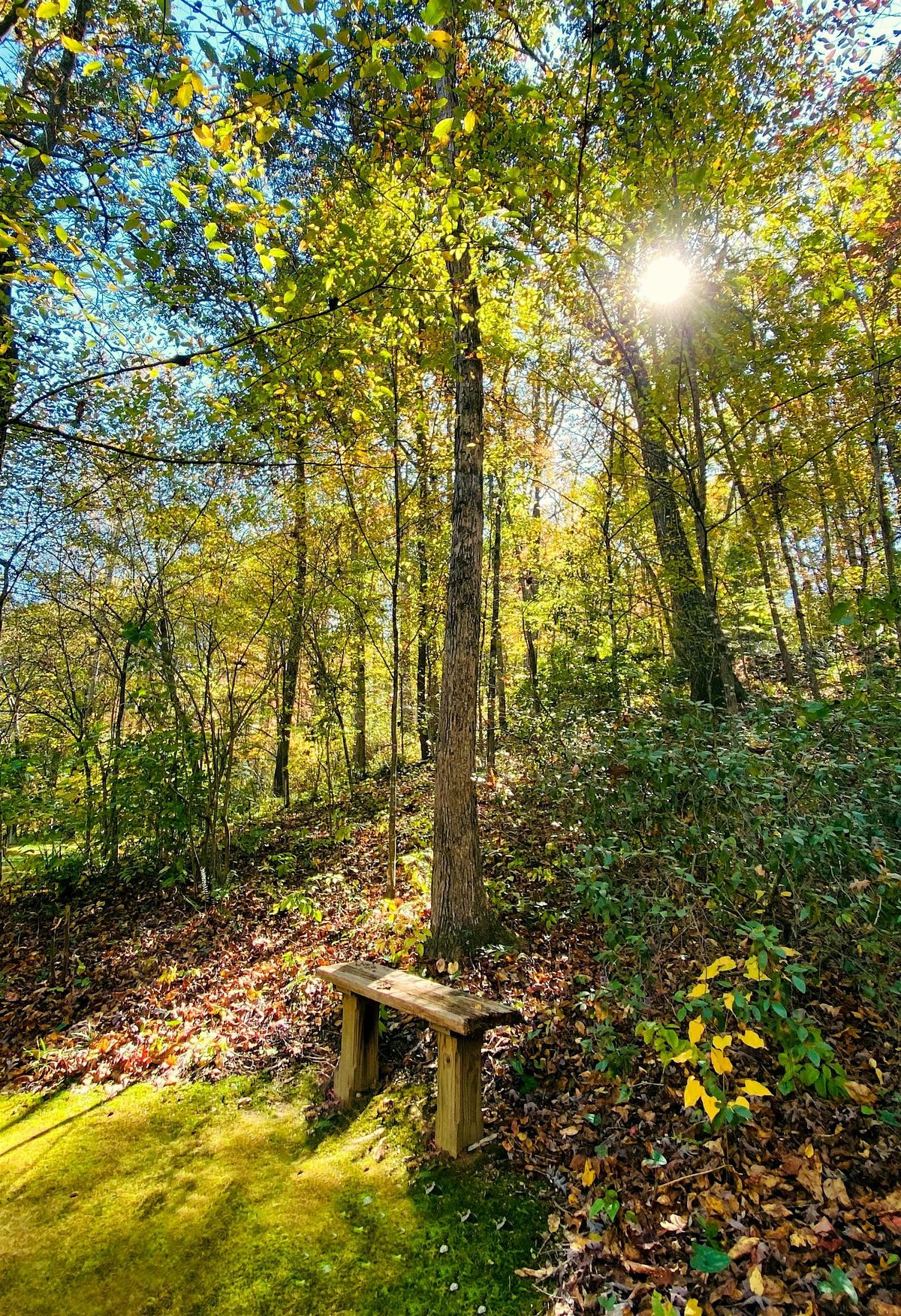 Deepening Our Therapeutic Practice through Nature and the Natural Self