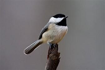 Chickadee Nestbox Building Workshop