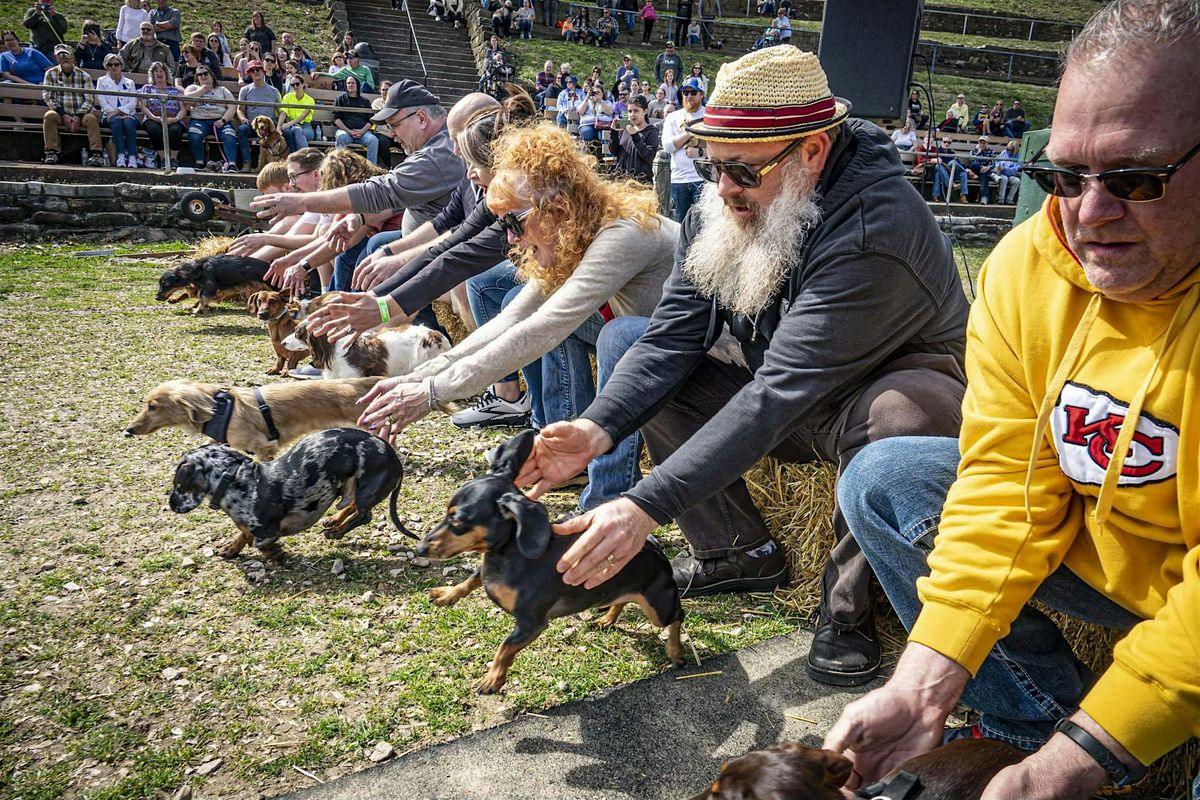 45th Annual Hermann Wurstfest Wiener Dog Derby