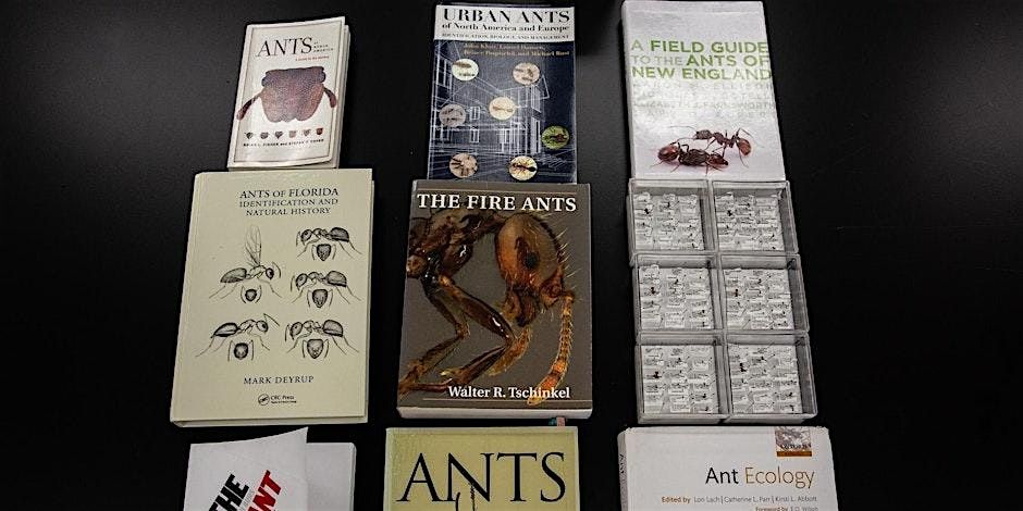 Invasive Ant Bootcamp 2026