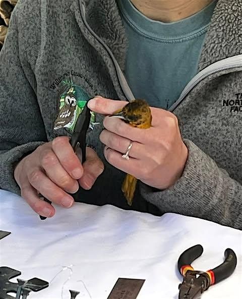 Bird Banding at Willistown Rushton Preserve