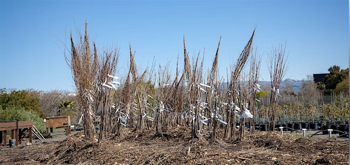 Bare Roots at the Nursery (Moderate to High Intensity) [Sat PM]