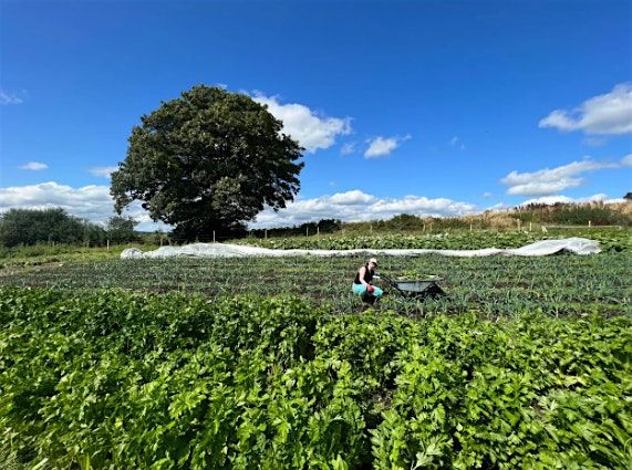 Tour Of Cork Rooftop Farm at Glenbrook with Brian McCarthy